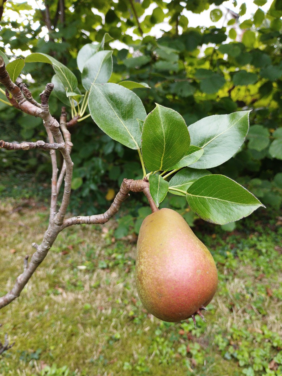 A pear tree in our garden