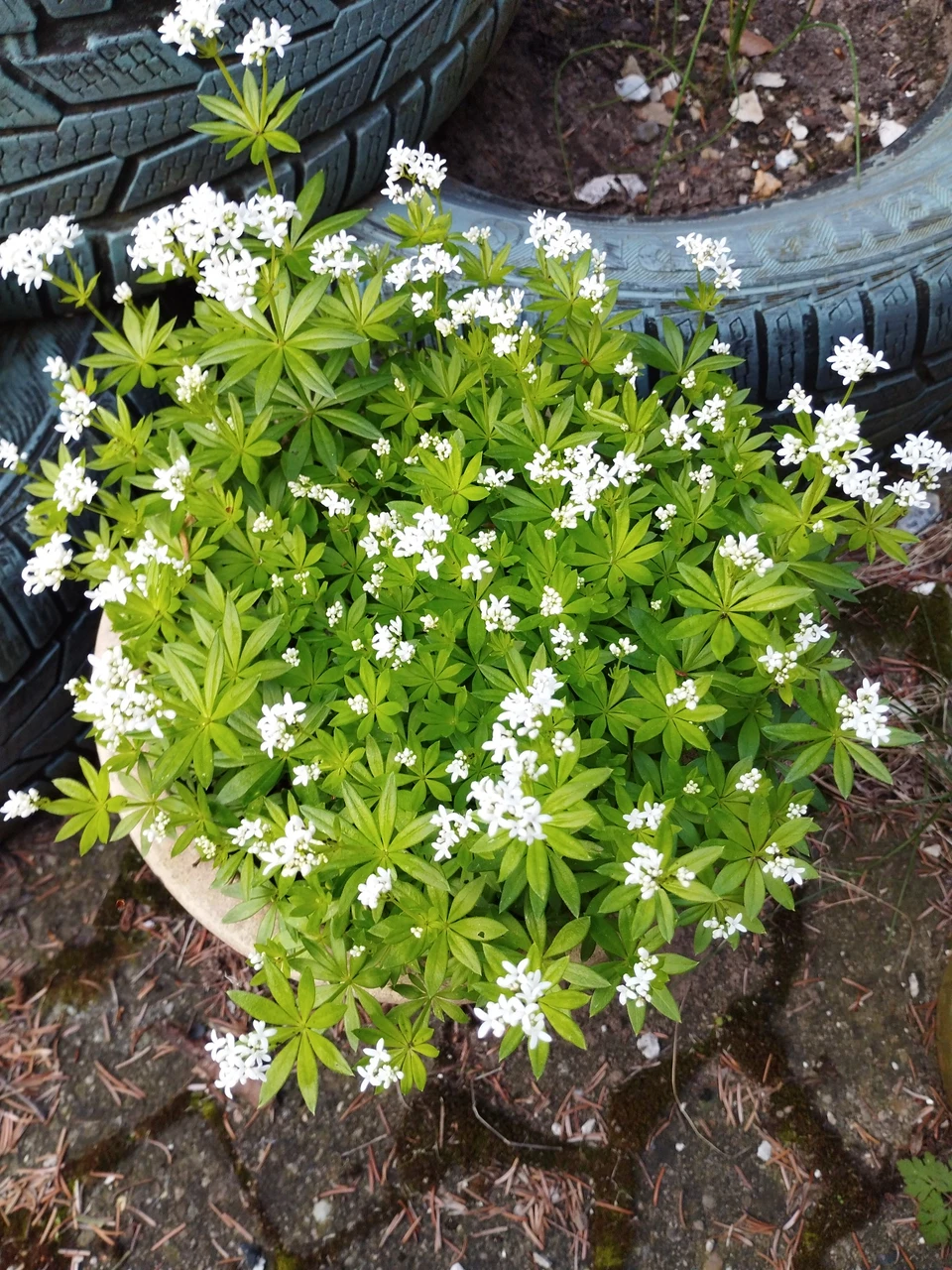 Blühender Waldmeister