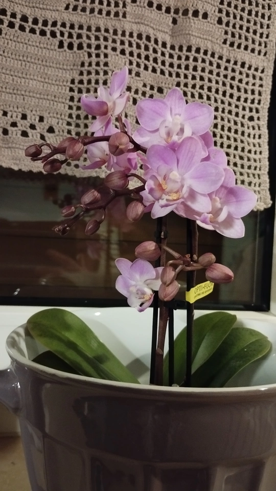 Orchidee